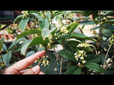 種桂花好嗎|夏天栽種桂花需要注意甚麼